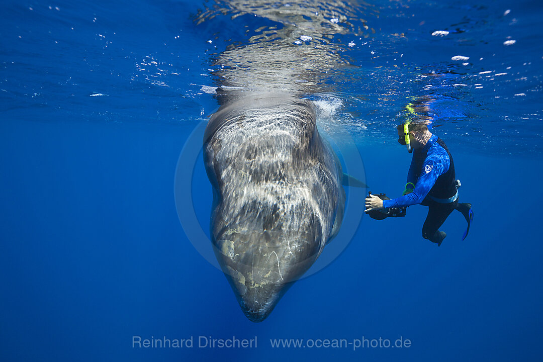 Pottwal und Schnorchler, Physeter macrocephalus, Karibik, Dominica