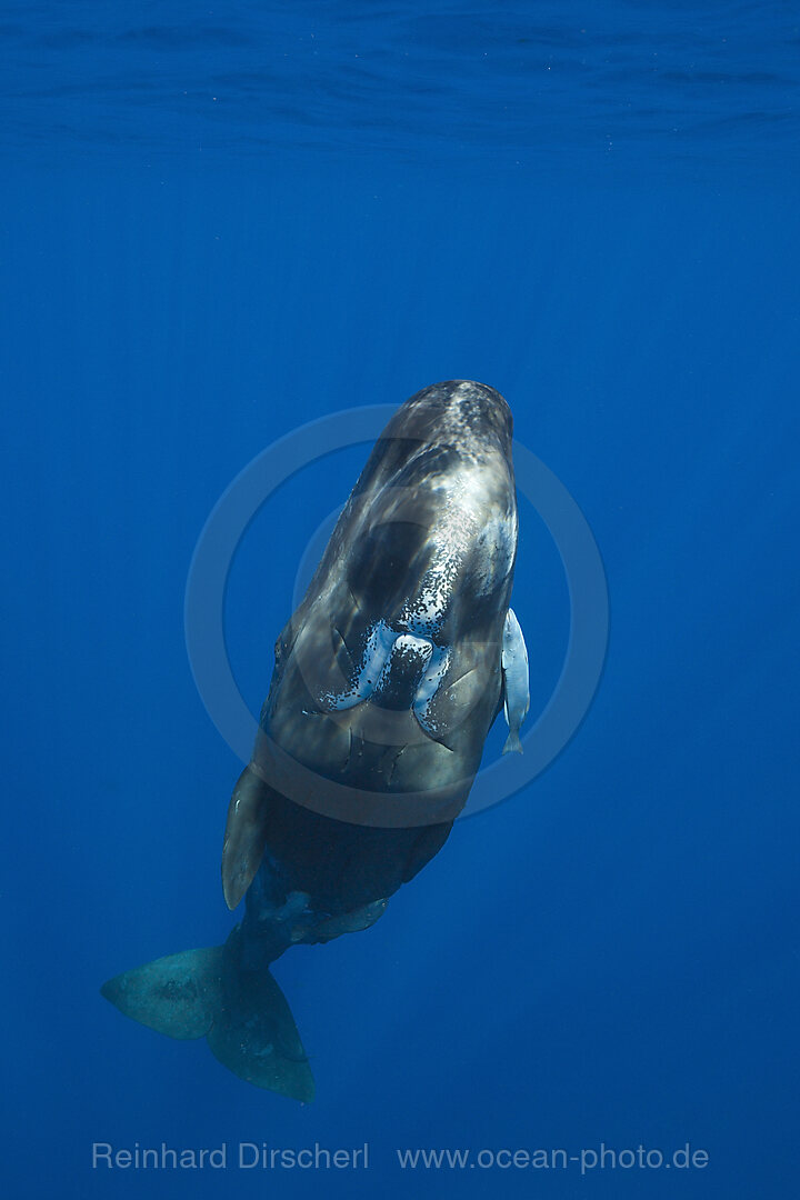 Sperm Whale, Physeter macrocephalus, Caribbean Sea, Dominica