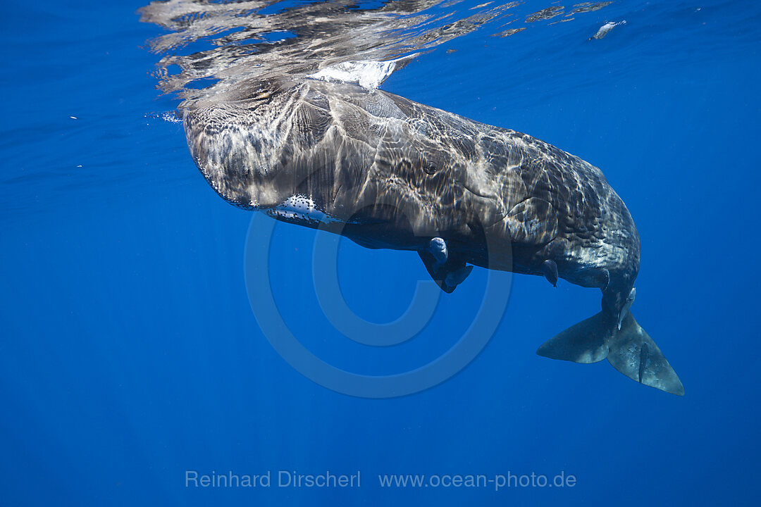 Sperm Whale