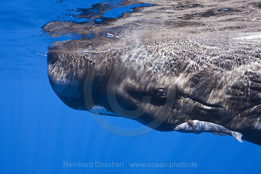 Sperm Whale, Physeter macrocephalus, Caribbean Sea, Dominica