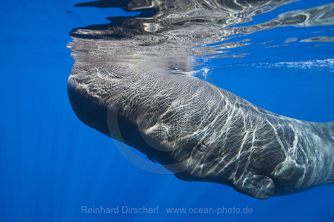 Pottwal, Physeter macrocephalus, Karibik, Dominica