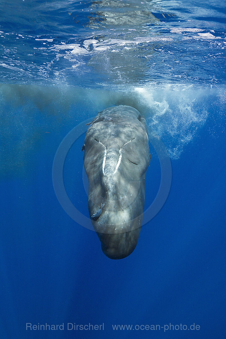 Sperm Whale