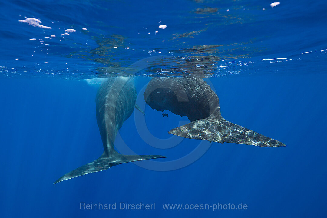 Sozialisierende Pottwale, Physeter macrocephalus, Karibik, Dominica