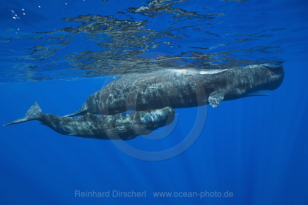 Sperm Whale Mother and Calf
