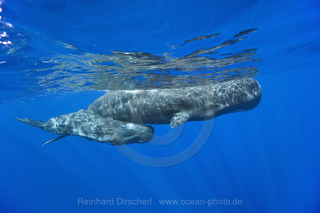 Pottwal Mutter mit Kalb, Physeter macrocephalus, Karibik, Dominica