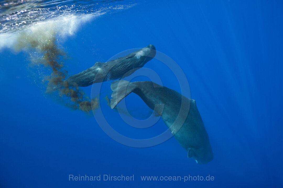 Pottwal scheiden Excremente aus, Physeter macrocephalus, Karibik, Dominica