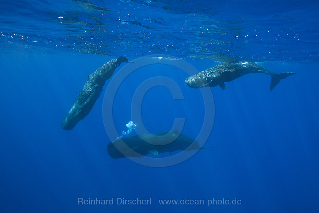 Sozialisierende Gruppe Pottwale, Physeter macrocephalus, Karibik, Dominica