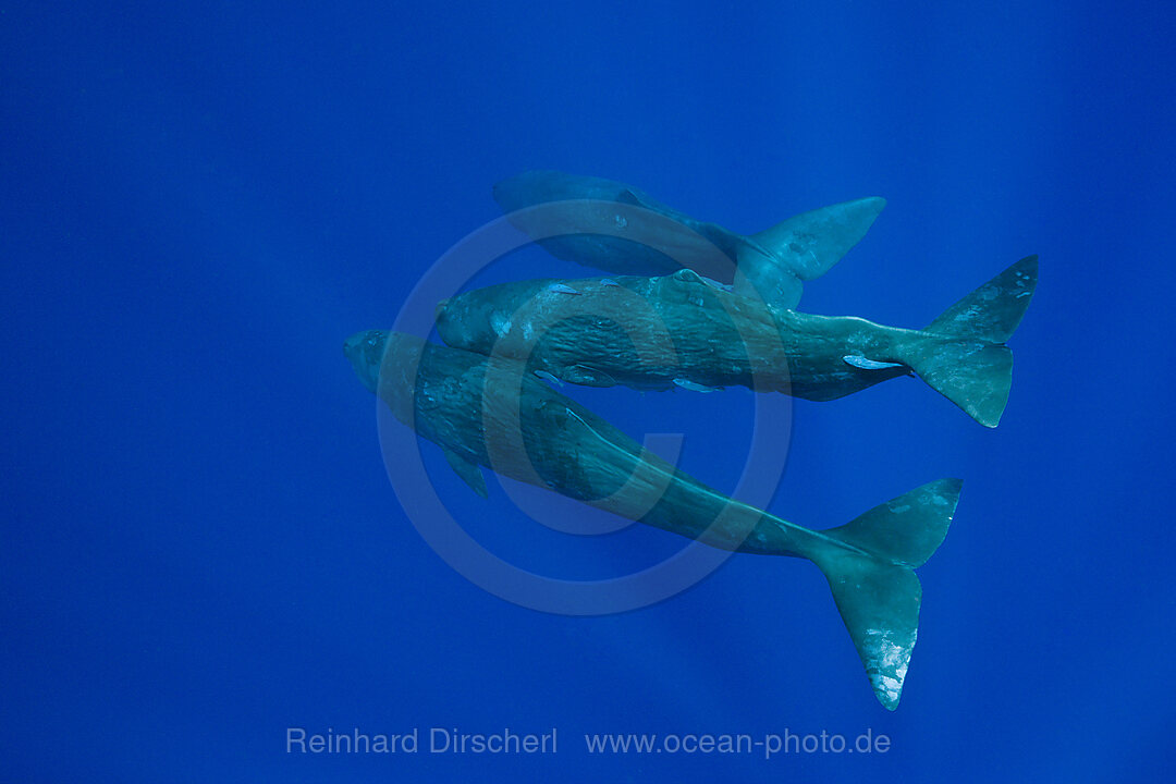 Sozialisierende Gruppe Pottwale, Physeter macrocephalus, Karibik, Dominica