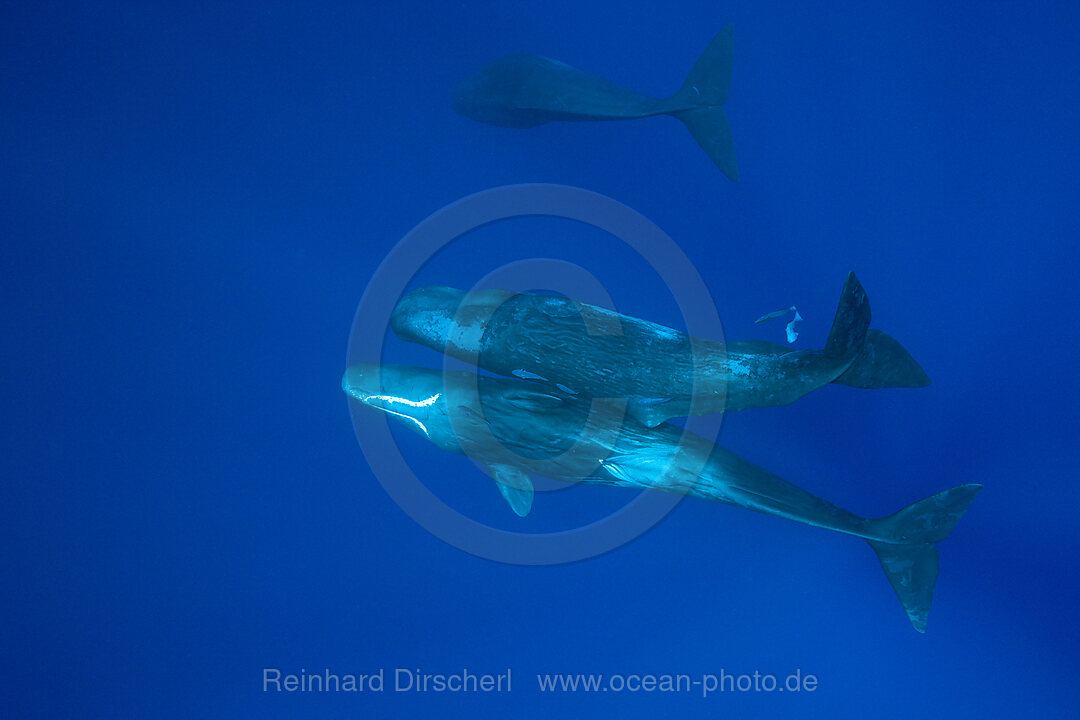 Sozialisierende Gruppe Pottwale, Physeter macrocephalus, Karibik, Dominica