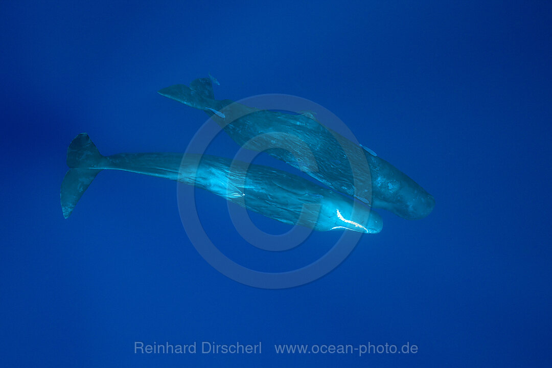 Sozialisierende Pottwale, Physeter macrocephalus, Karibik, Dominica