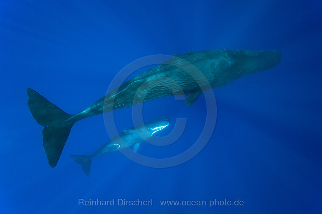 Sozialisierende Pottwale, Physeter macrocephalus, Karibik, Dominica