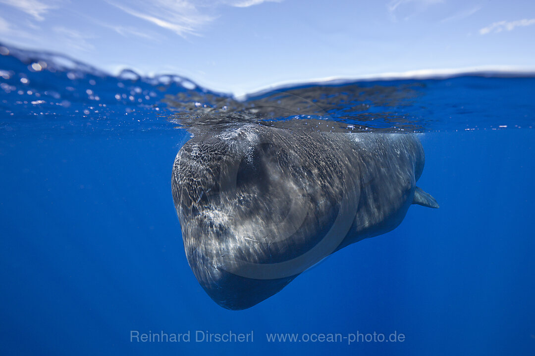 Pottwal, Physeter macrocephalus, Karibik, Dominica