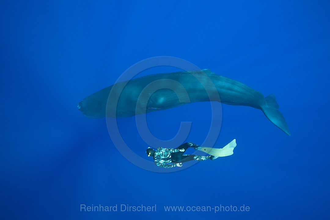 Sperm Whale and Skin diver, Physeter macrocephalus, Caribbean Sea, Dominica