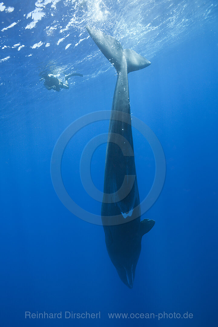 Pottwal, Physeter macrocephalus, Karibik, Dominica