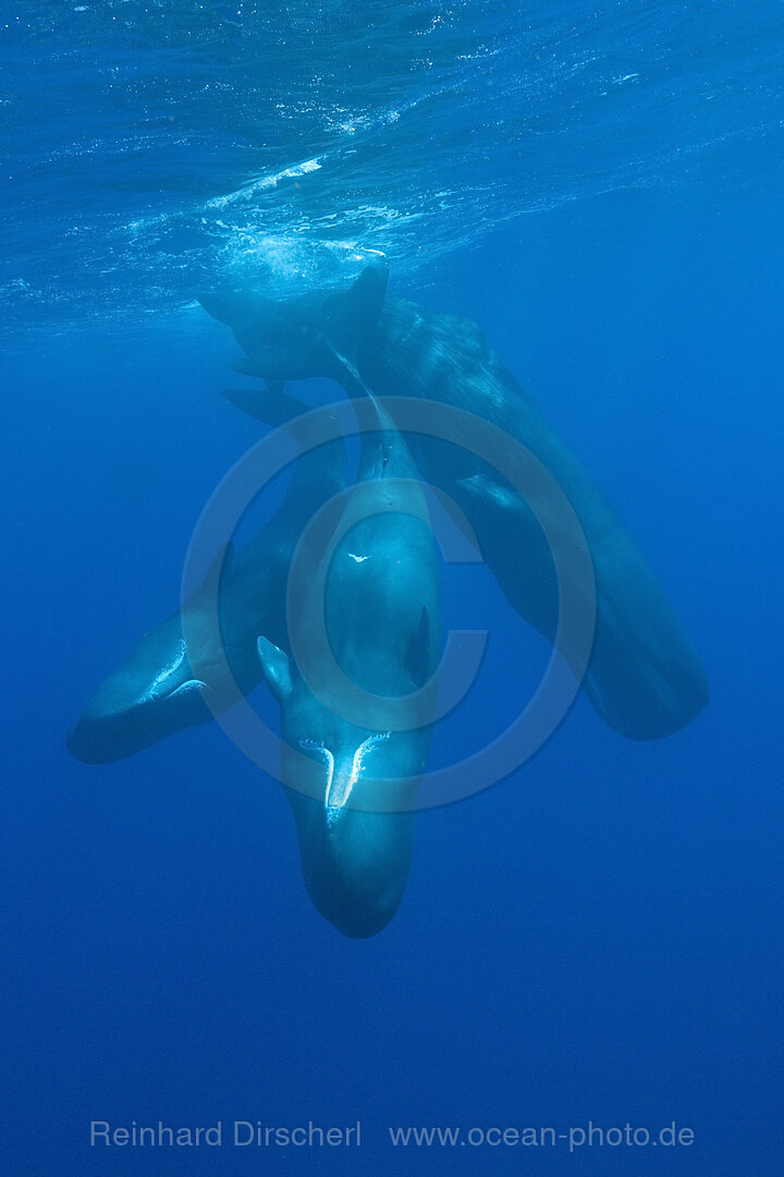 Sozialisierende Gruppe Pottwale, Physeter macrocephalus, Karibik, Dominica