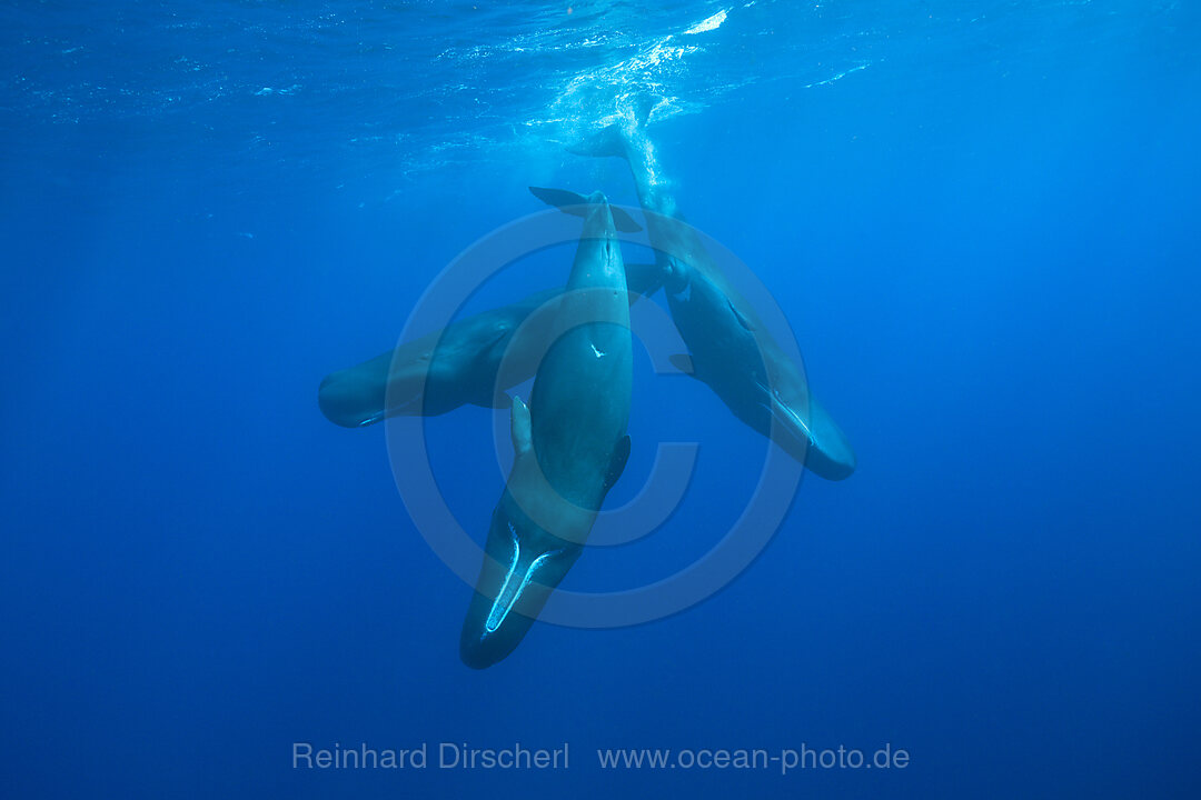 Social bahavior of Sperm Whale