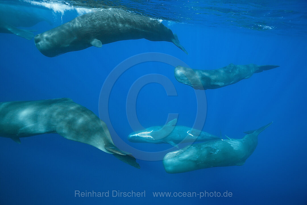Social bahavior of Sperm Whale