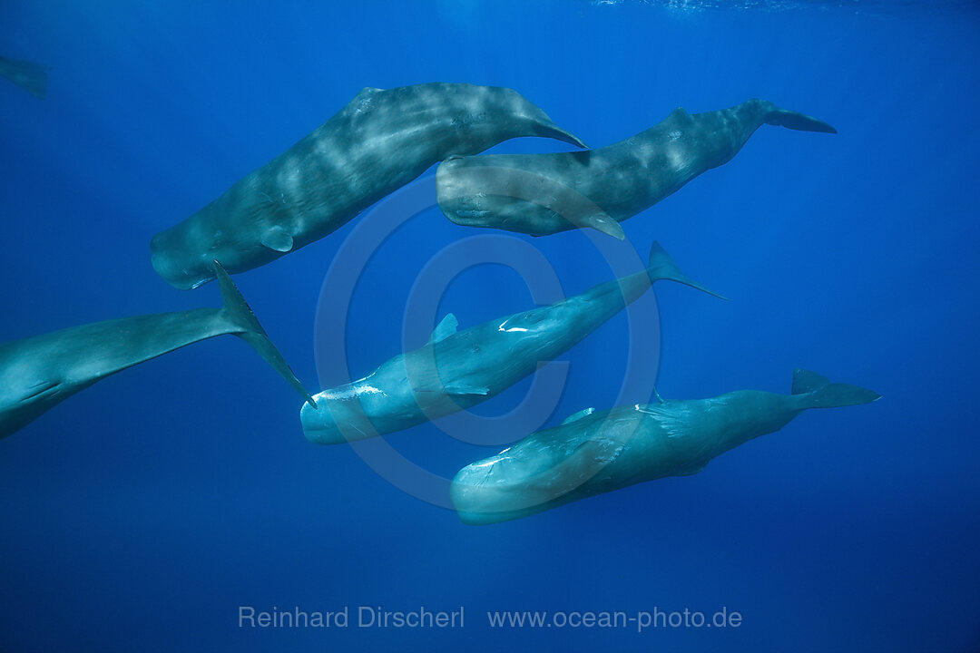 Sozialisierende Gruppe Pottwale, Physeter macrocephalus, Karibik, Dominica