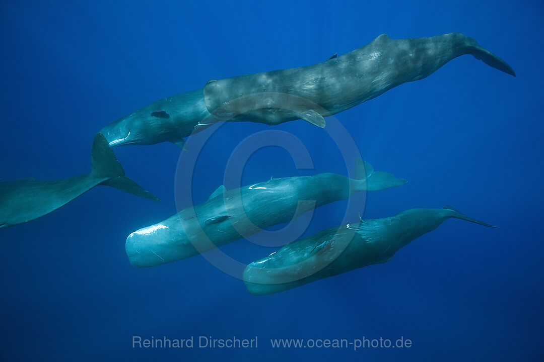Social bahavior of Sperm Whale