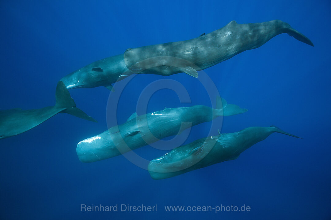 Sozialisierende Gruppe Pottwale, Physeter macrocephalus, Karibik, Dominica