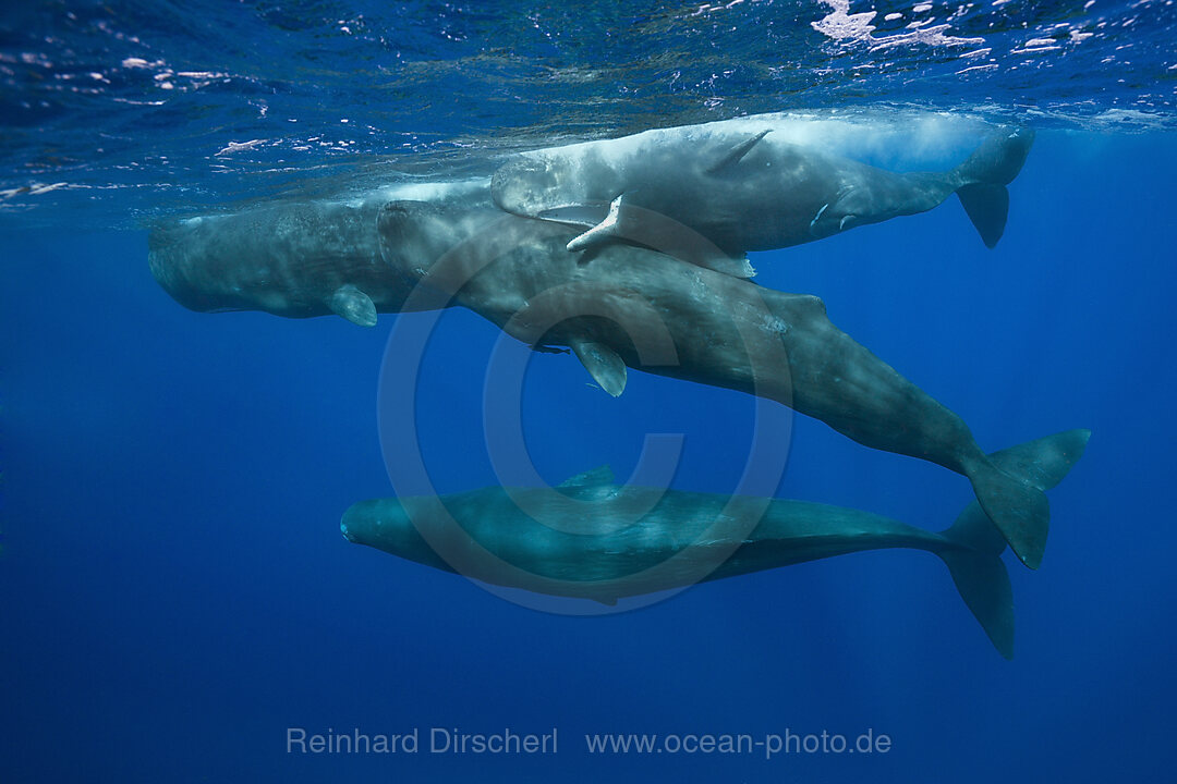 Social bahavior of Sperm Whale