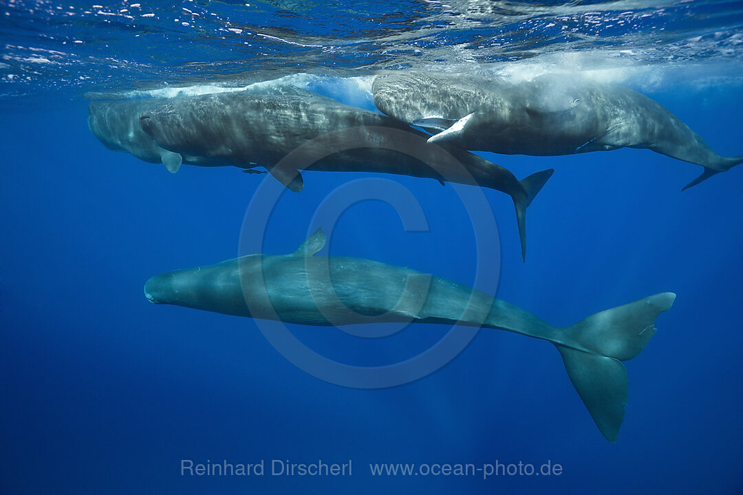 Social bahavior of Sperm Whale