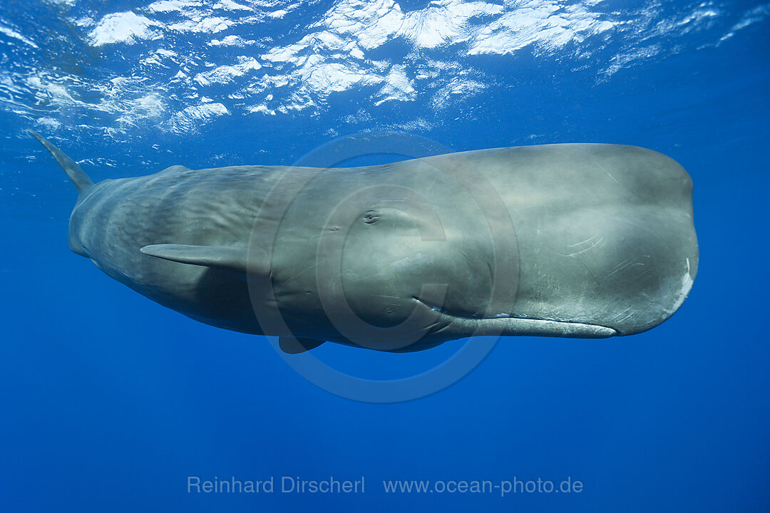 Pottwal, Physeter macrocephalus, Karibik, Dominica