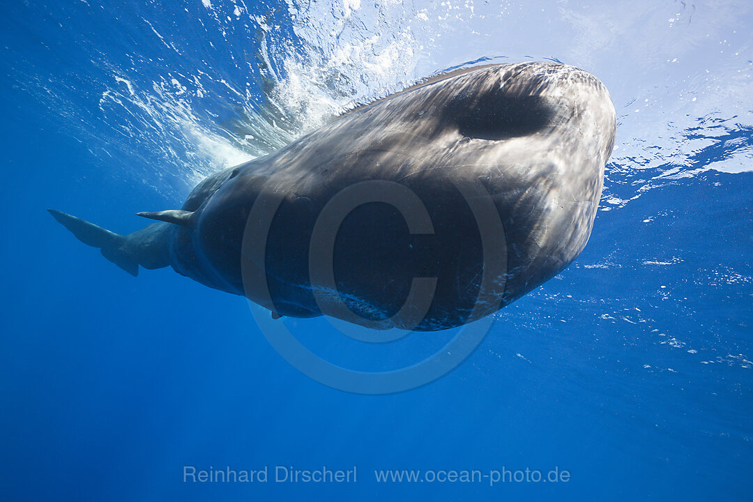 Sperm Whale