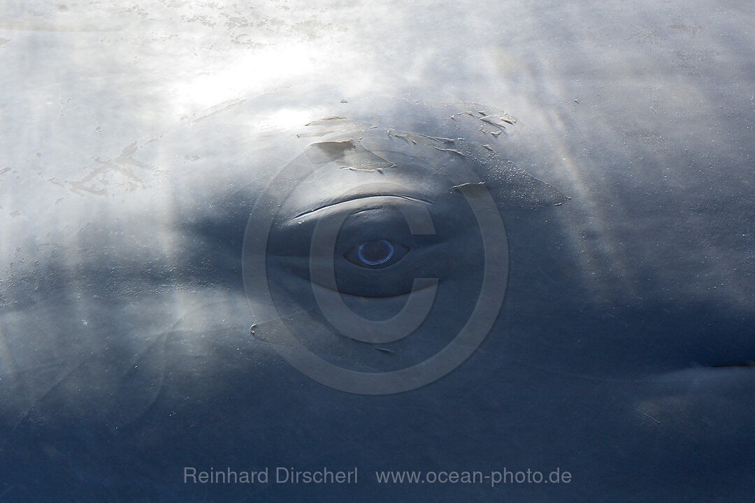 Pottwal Auge