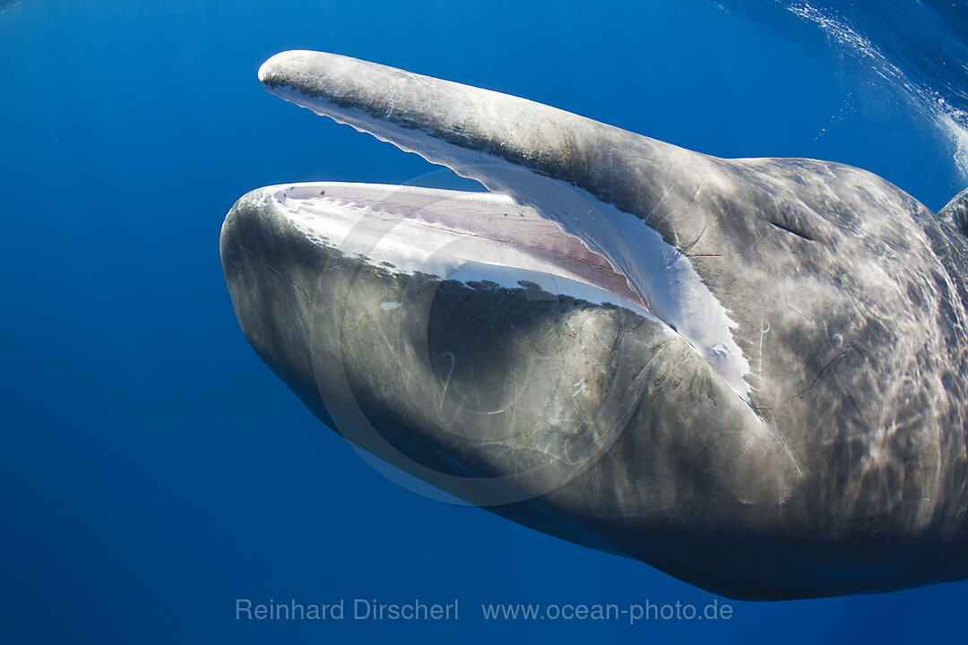 Sperm Whale