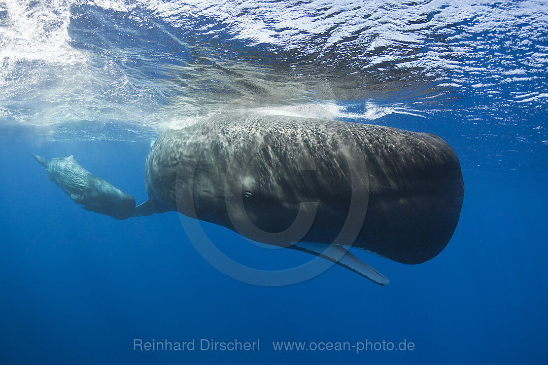 Sperm Whale Mother and Calf