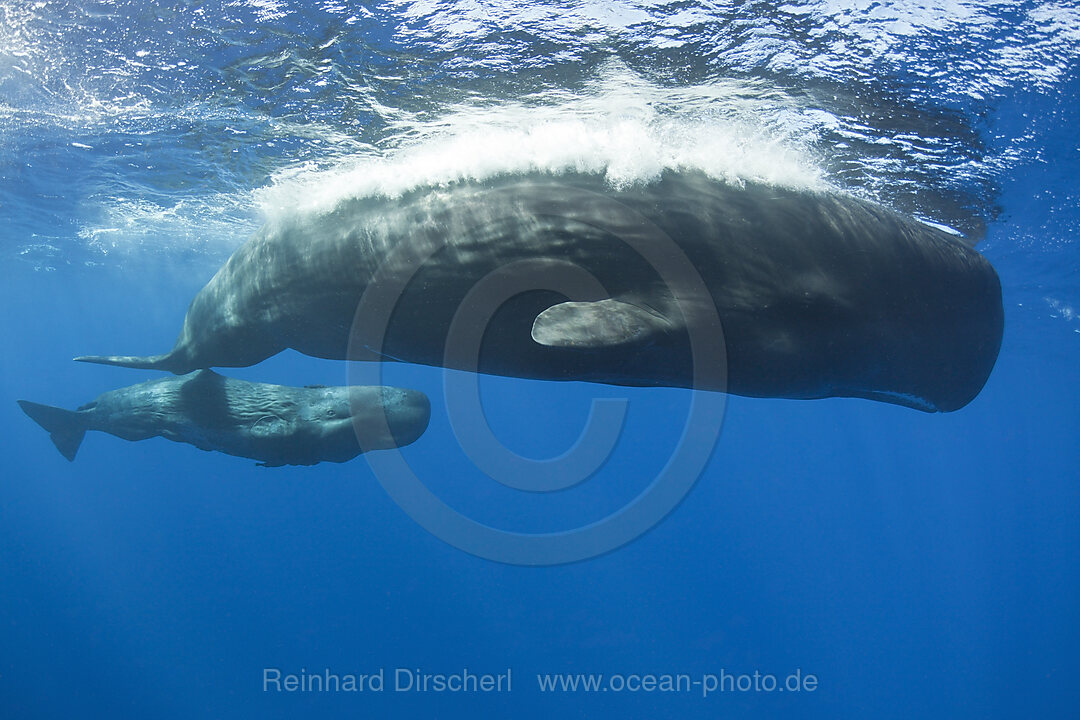 Pottwal Mutter mit Kalb, Physeter macrocephalus, Karibik, Dominica