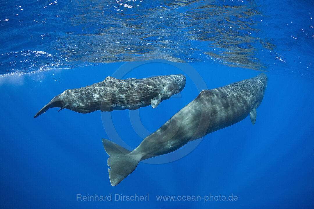 Sozialisierende Pottwale, Physeter macrocephalus, Karibik, Dominica