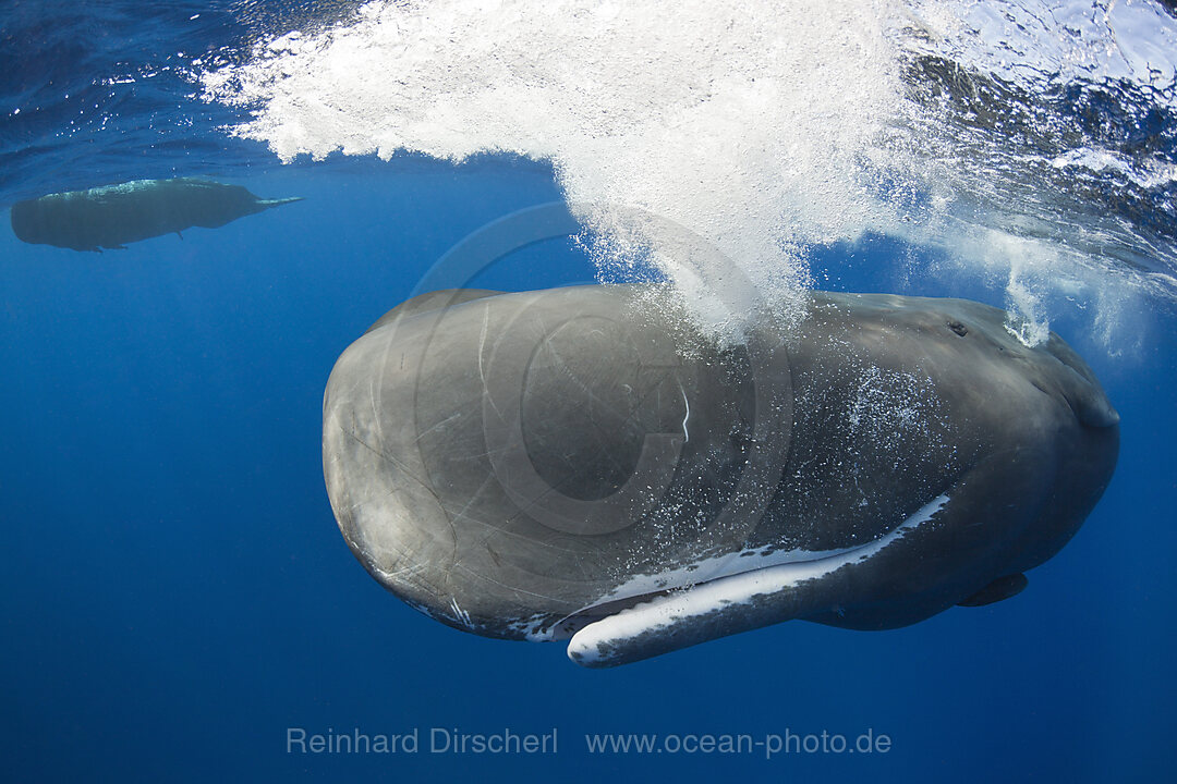 Pottwal, Physeter macrocephalus, Karibik, Dominica