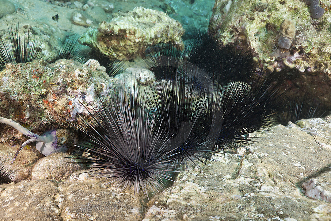 Longspined Sea Urchins between Rocks