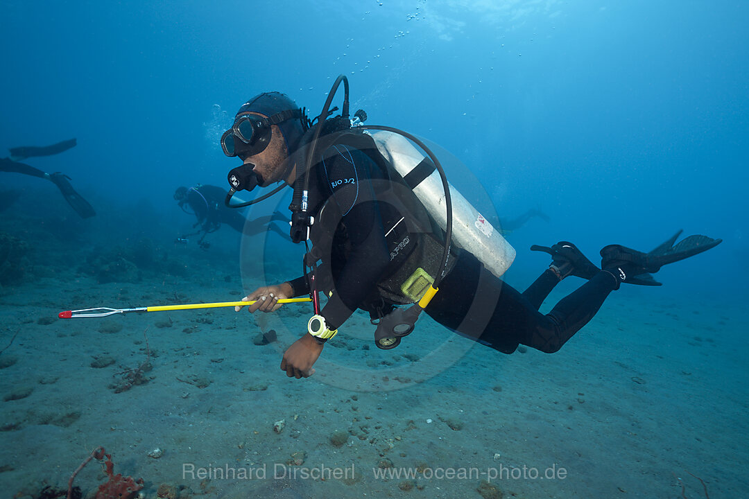 Invasive Lionfish speared by Diver