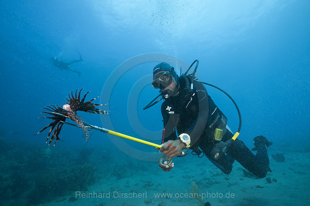 Invasive Lionfish speared by Diver