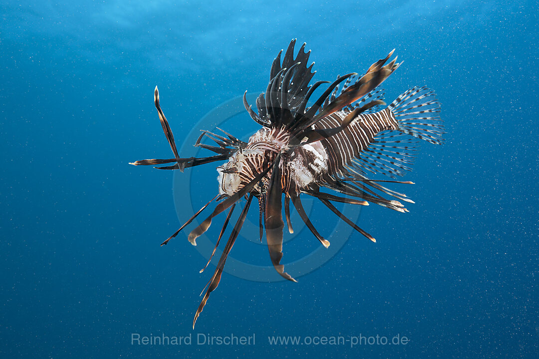 Invasive Lionfish speared by Diver