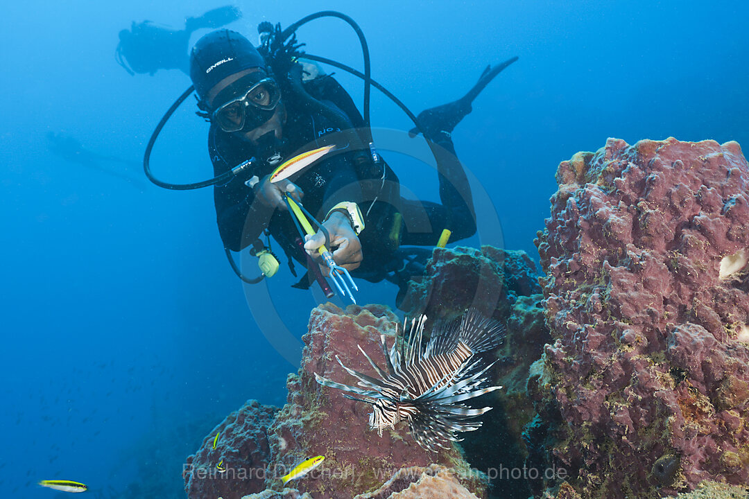 Taucher vernichten invasive Rotfeuerfische, Pterois volitans, Karibik, Dominica