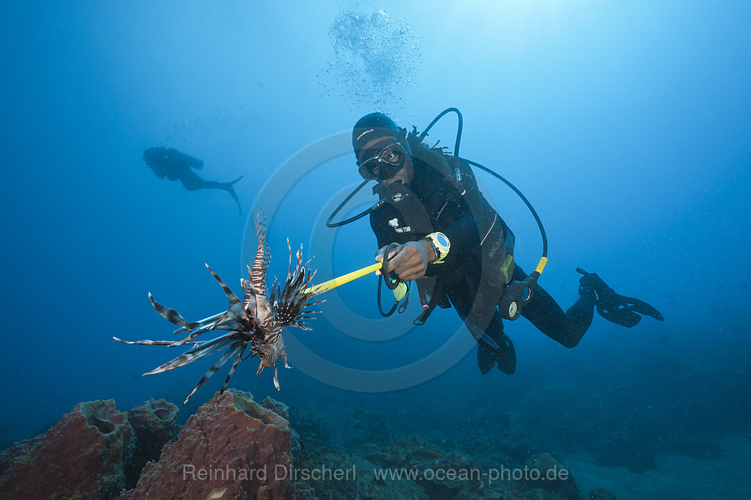 Invasive Lionfish speared by Diver