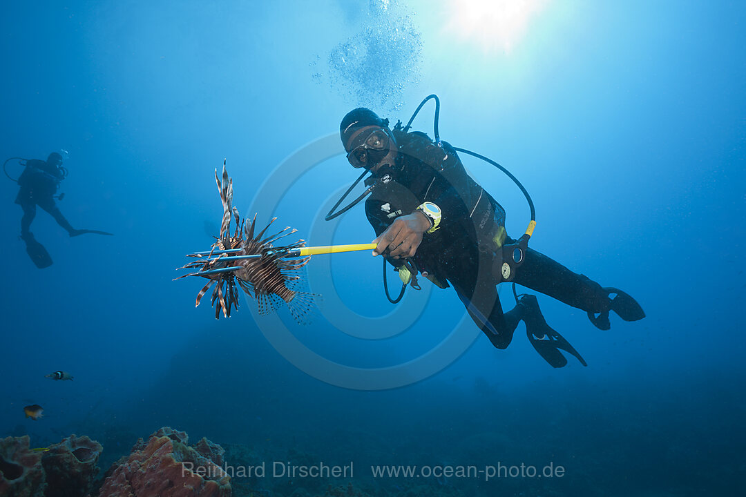 Invasive Lionfish speared by Diver