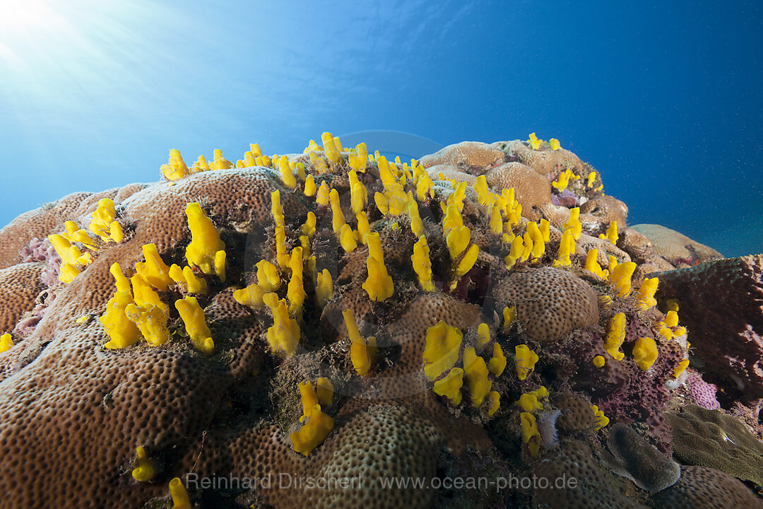 Colony of yellow Tunicates