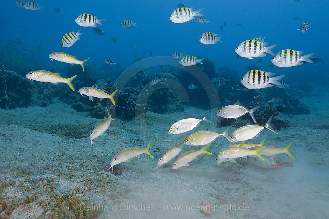 Gelbe Meerbarben und Gestreifter Sergant, Mulloidichthys martinicus, Abudefduf saxatilis, Karibik, Dominica