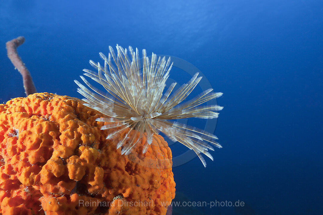 Fan Worm on red Sponge, Spirographis sp., Caribbean Sea, Dominica