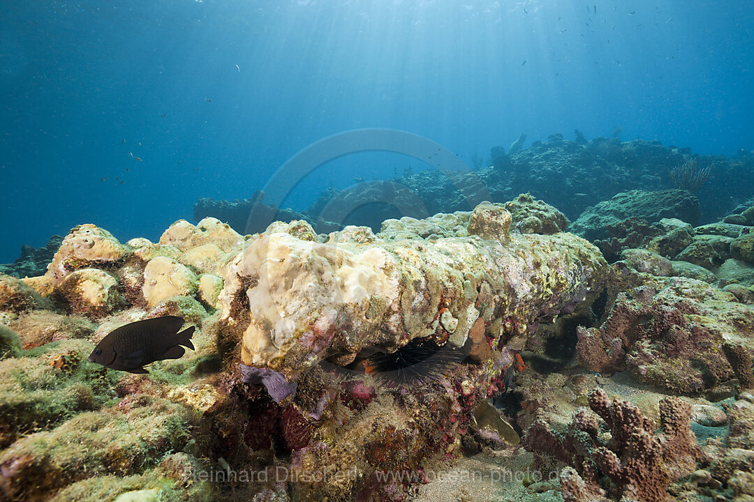 Corals covering Old Cannon