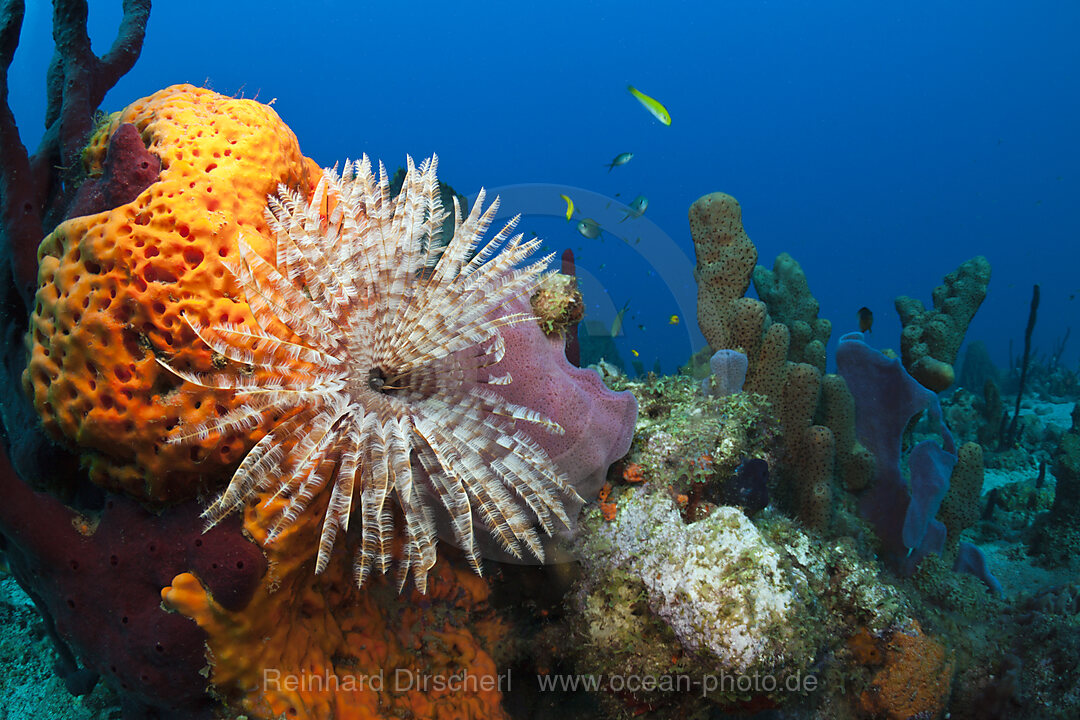 Caribbean Coral Reef, Caribbean Sea, Dominica