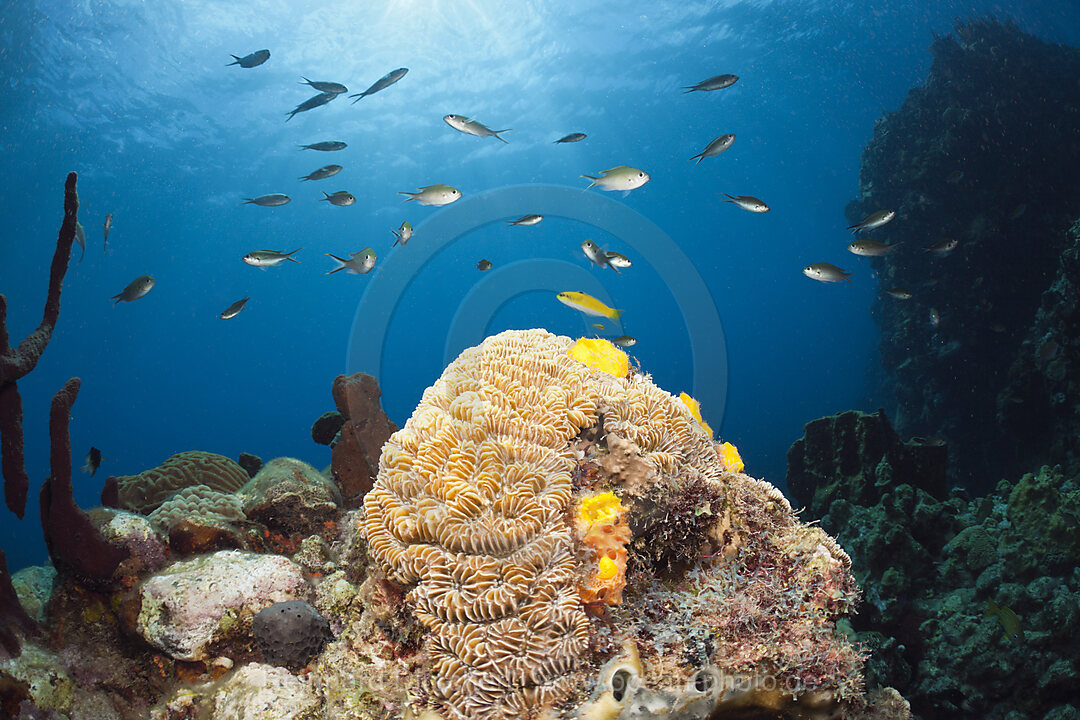 Caribbean Coral Reef
