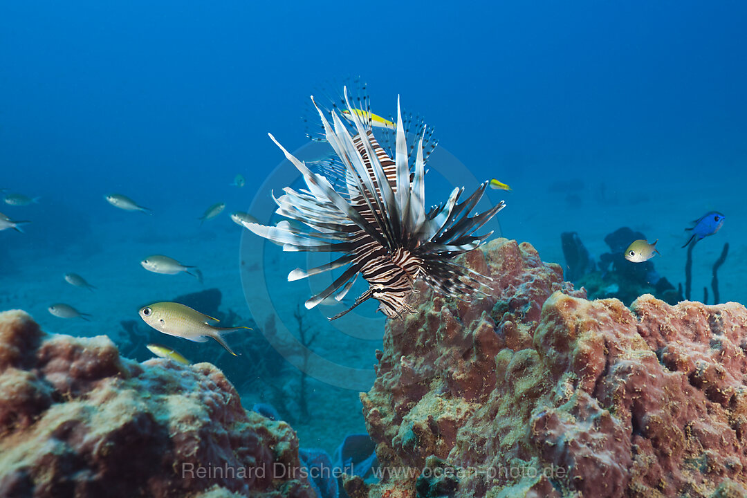 Invasiver Rotfeuerfisch, Pterois volitans, Karibik, Dominica