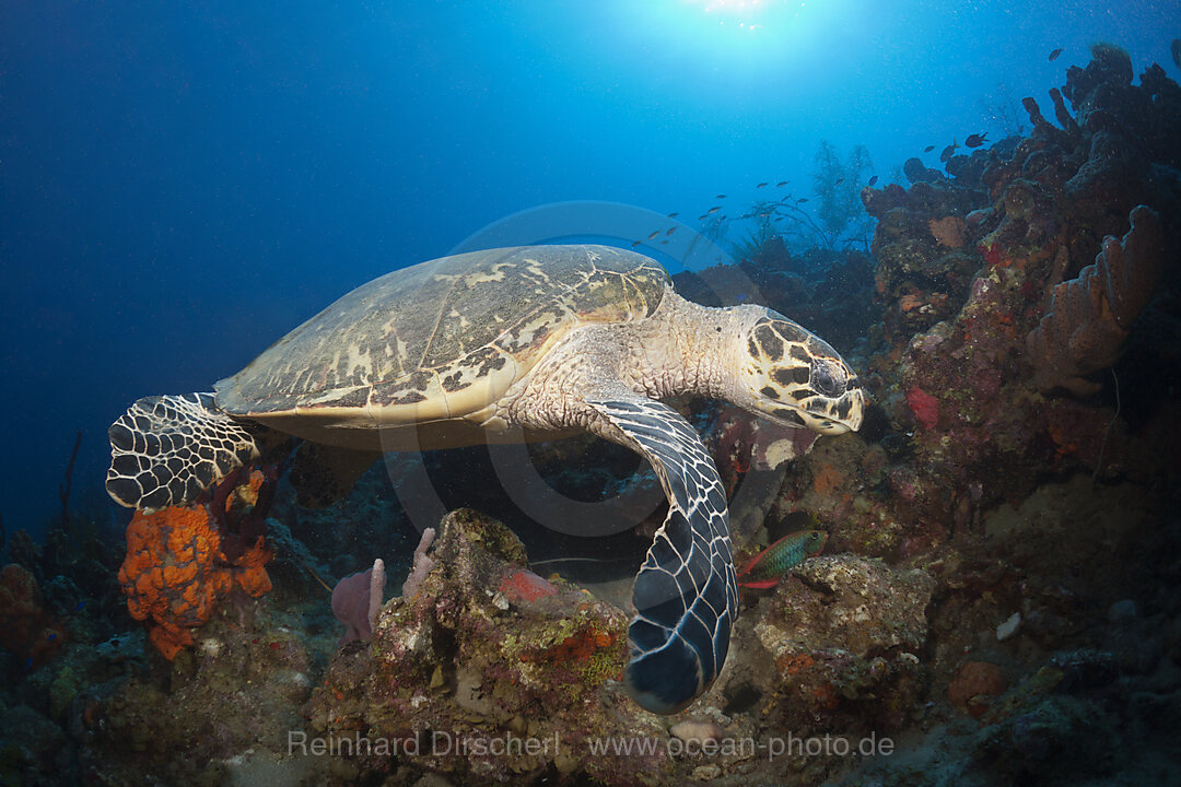 Echte Karettschildkroete, Eretmochelys imbriocota, Karibik, Dominica