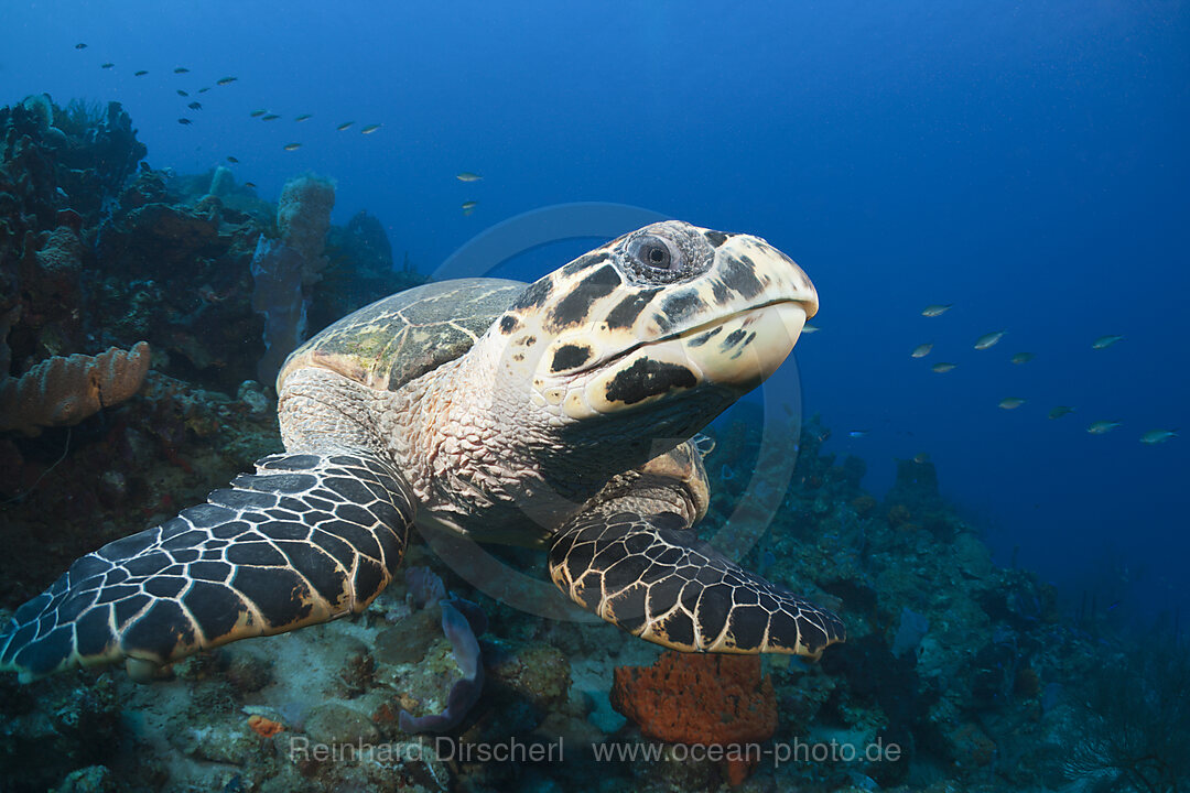 Echte Karettschildkroete, Eretmochelys imbriocota, Karibik, Dominica